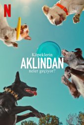 Köpeklerin Aklından Neler Geçiyor?