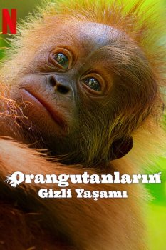 Orangutanların Gizli Yaşamı