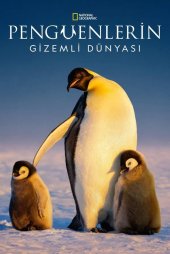 Penguenlerin Gizemli Dünyası